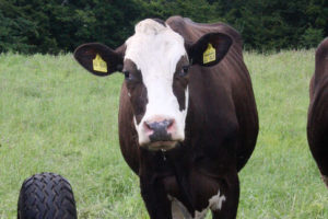 Johanna