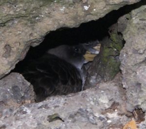 Nest