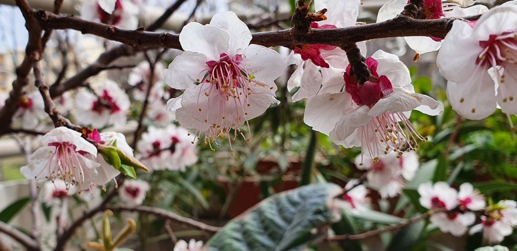 Obstblüte